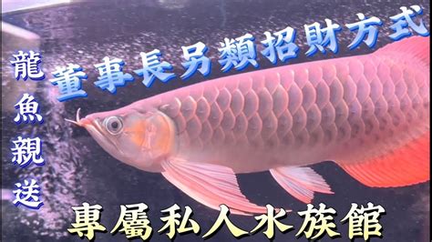 龍魚生病|魚生病了怎麼辦？5幾種常見的觀賞魚疾病